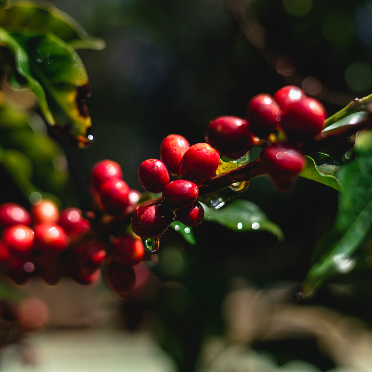 kaffeekirschen-peru-bio-inka-kaffee